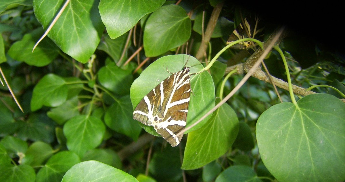 La vallée aux papillons